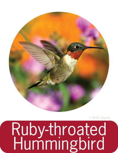 Attracting Ruby-throated Hummingbirds ©
