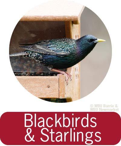Problem Solving - Blackbirds and Starlings