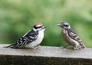 Woodpeckers- Nature’s Carpenter