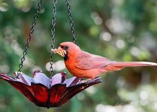 Cardinals- Shy Sweethearts