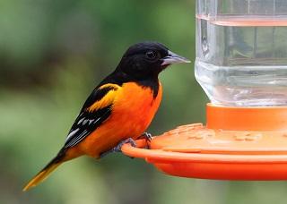 Orioles- Birds with a Sweet Tooth
