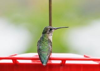 Hummingbirds- Nature's Miracle