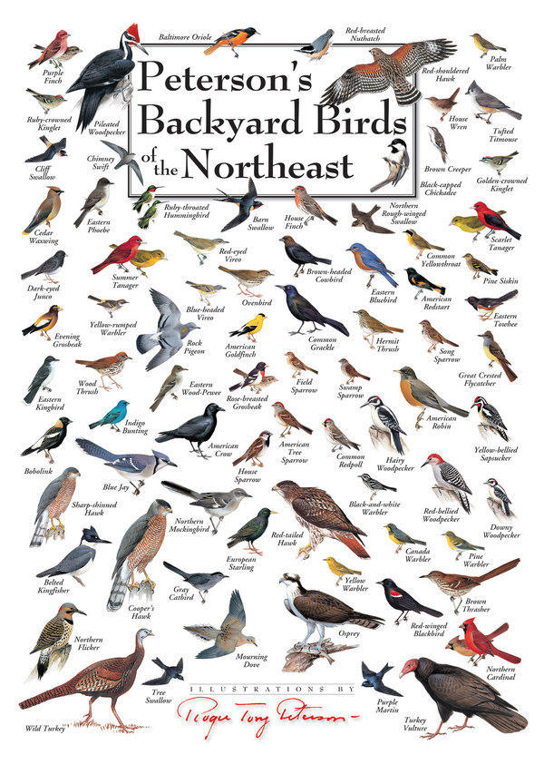 Peterson’s Backyard Birds of Eastern Canada Poster
