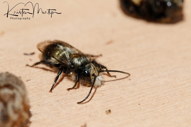 Mason Bee Male