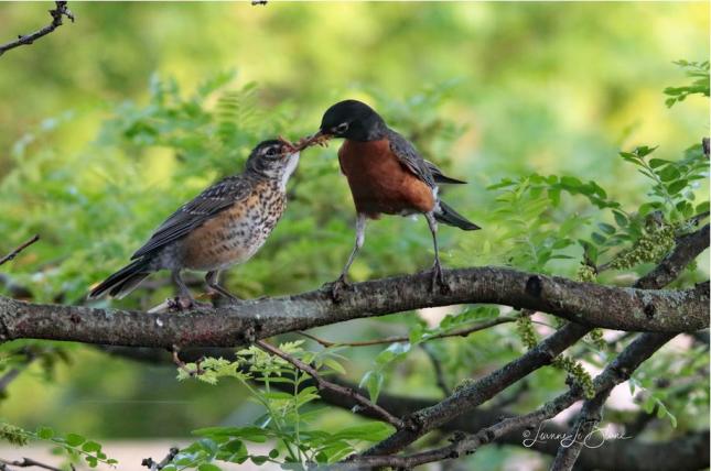 American Robin with Fledgling