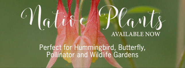 Native Plants Now Available!