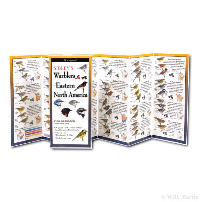 Sibley Pocket Guide Warblers Eastern NA
