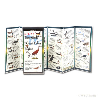Sibley Pocket Guide Waterbirds of Great Lakes