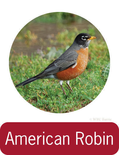 Attracting American Robins ©