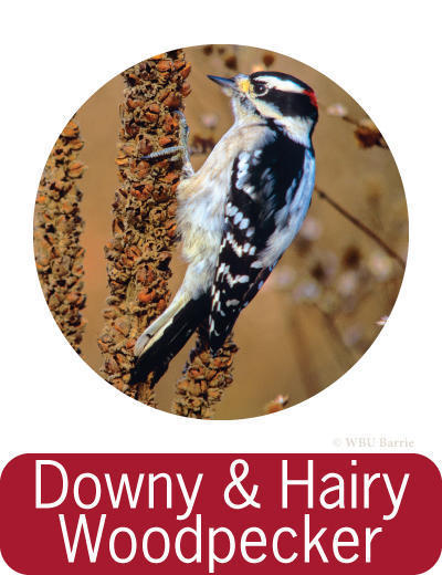 Attracting Downy and Hairy Woodpeckers ©