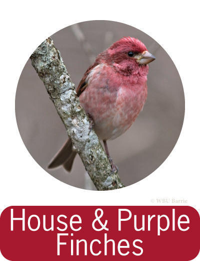 Attracting House and Purple Finches ©