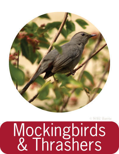 Attracting Mockingbirds and Thrashers ©