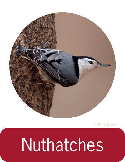 Attracting Nuthatches ©