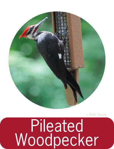 Attracting Pileated Woodpeckers ©