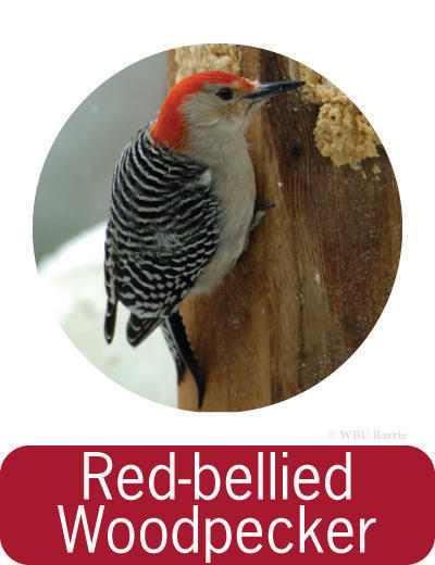 Attracting Red-bellied Woodpeckers ©
