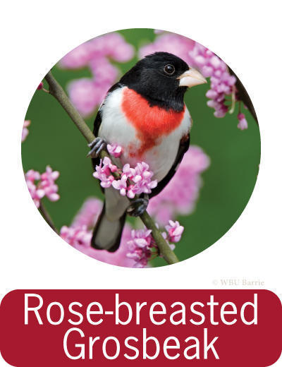 Attracting Rose-breasted Grosbeaks ©