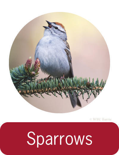 Attracting Sparrows ©