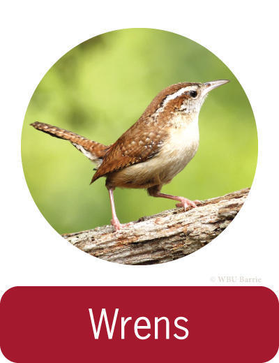 Attracting Wrens ©