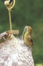American Goldfinch Nesting Material