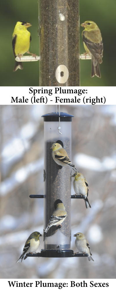American Goldfinch Plumage