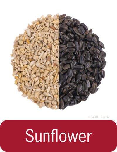 Food - Sunflower Chips & Seeds