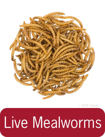 Button - Mealworms