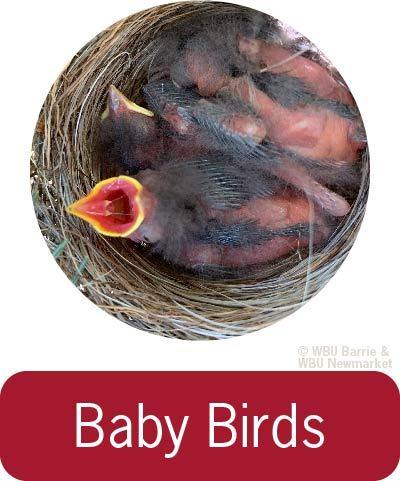 Problem Solving - Baby Birds