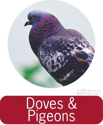 Problem Solving - Doves and Pigeons