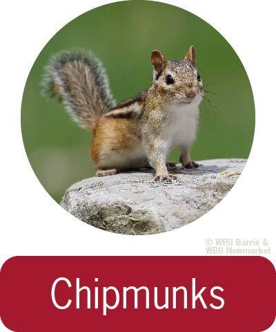 Problem Solving - Chipmunks