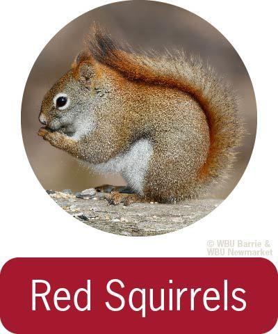 Problem Solving - Red Squirrels