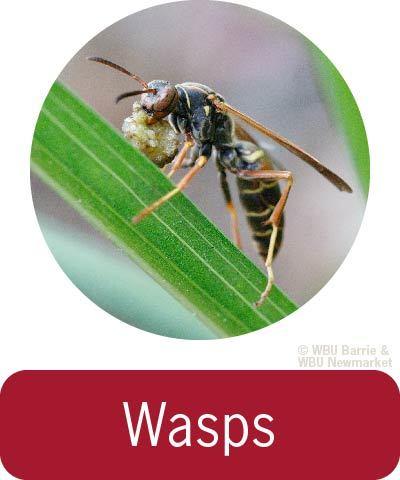 Problem Solving - Wasps