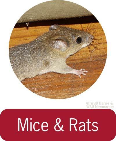 Problem Solving - Rats & Mice