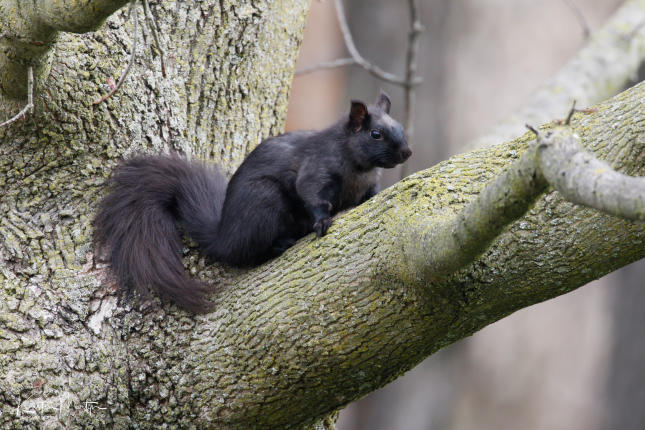 Eastern Gray Squirrel, Black