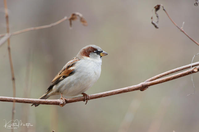 Male, House Sparrows (Passer domesticus)