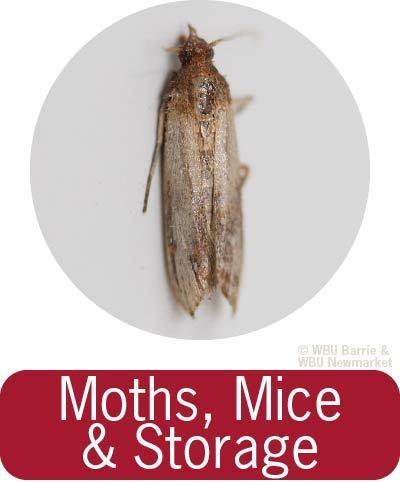 Problem Solving - Moths & Rodents 