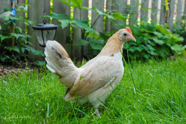 Backyard Chicken