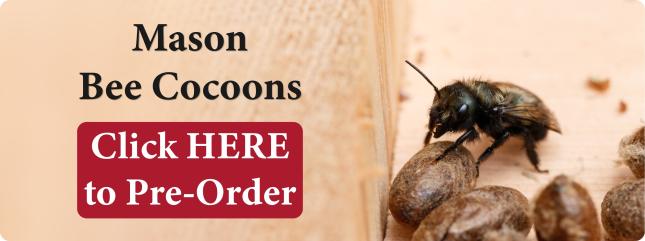 Mason Bee Ordering