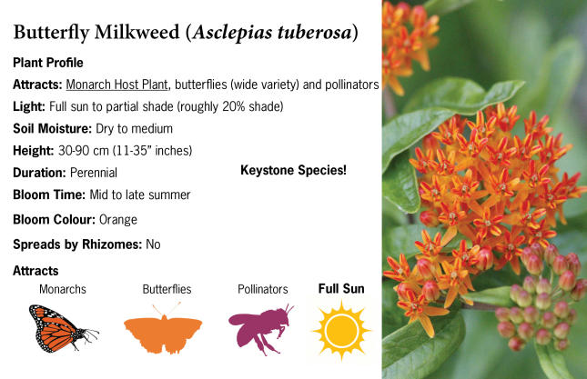 Butterfly Milkweed