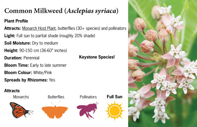 Common Milkweed