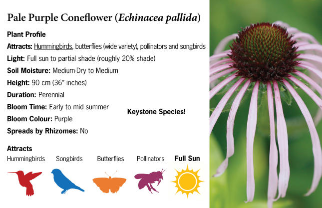 Pale Purple Coneflower