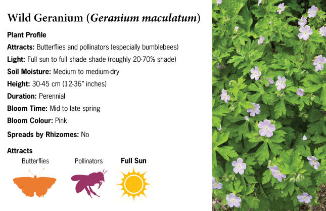 Wild Geranium