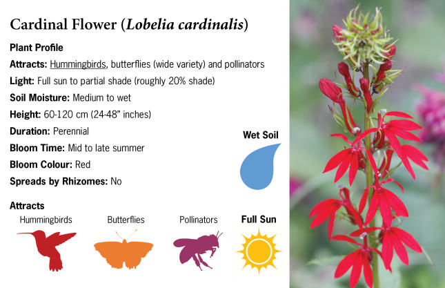 Cardinal Flower