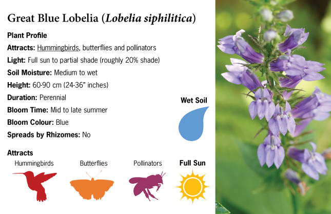 Great Blue Lobelia