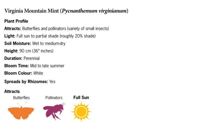 Virginia Mountain Mint