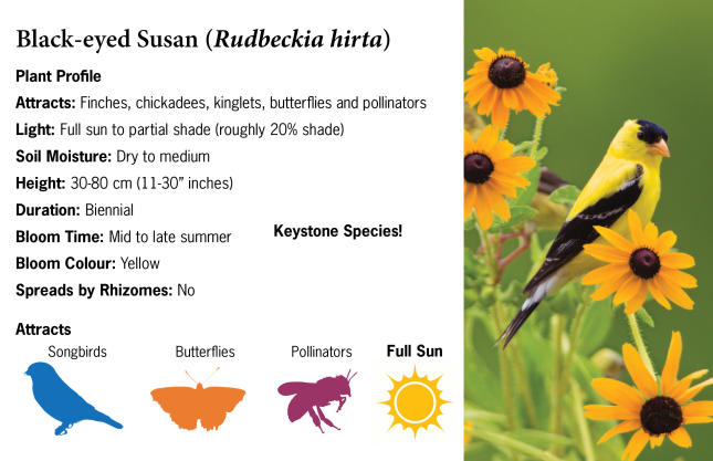 Black-eyed Susan