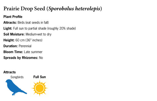 Prairie Drop Seed