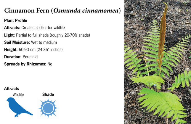 Cinnamon Fern