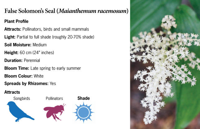 False Solomon's Seal