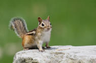 Eastern Chipmunk