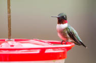 Ruby-throated Hummingbird